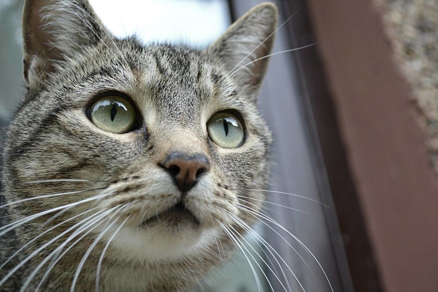 I Photographed My Cat As If He Were A Model.