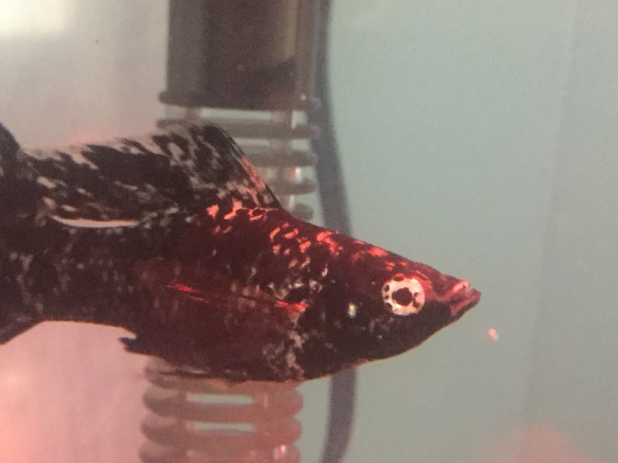 I Spent A Long Time Asking, And I Finally Got What I Asked For...my Own Fish!!!