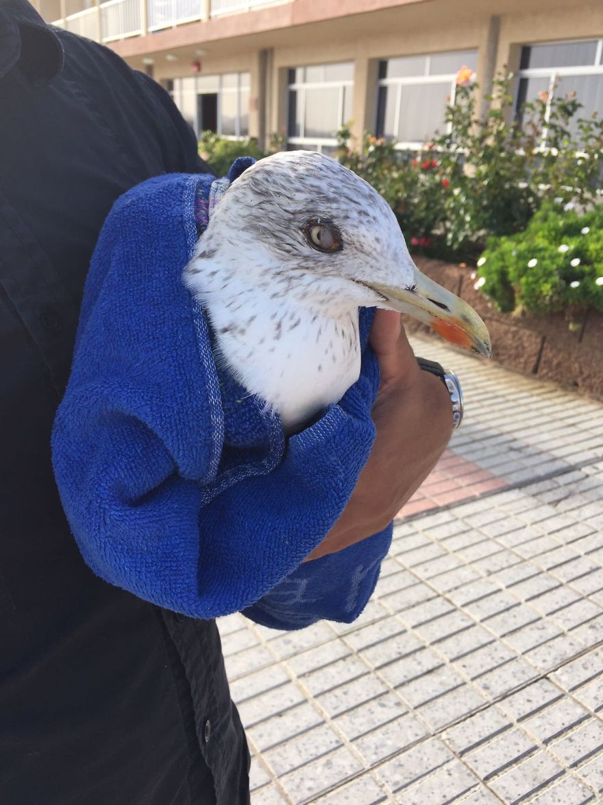 We Saved A Seagull That Refused To Fly