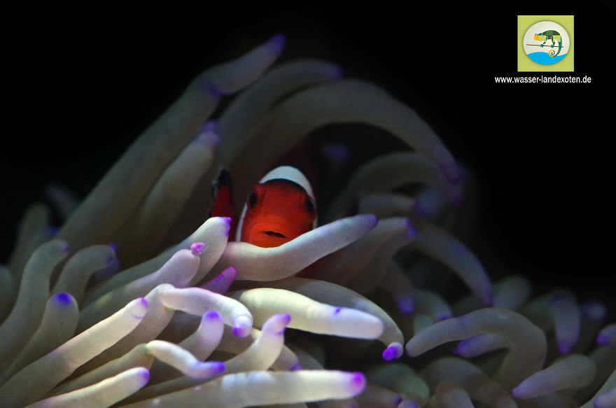 My Clownfish Loves To Cuddle His Anemone