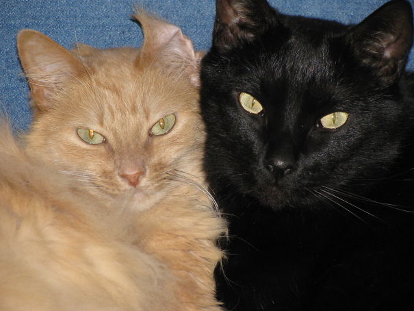 How About Black & Orange? My Tabitha & Ebony; No Longer By My Side, But Forever In My Heart.