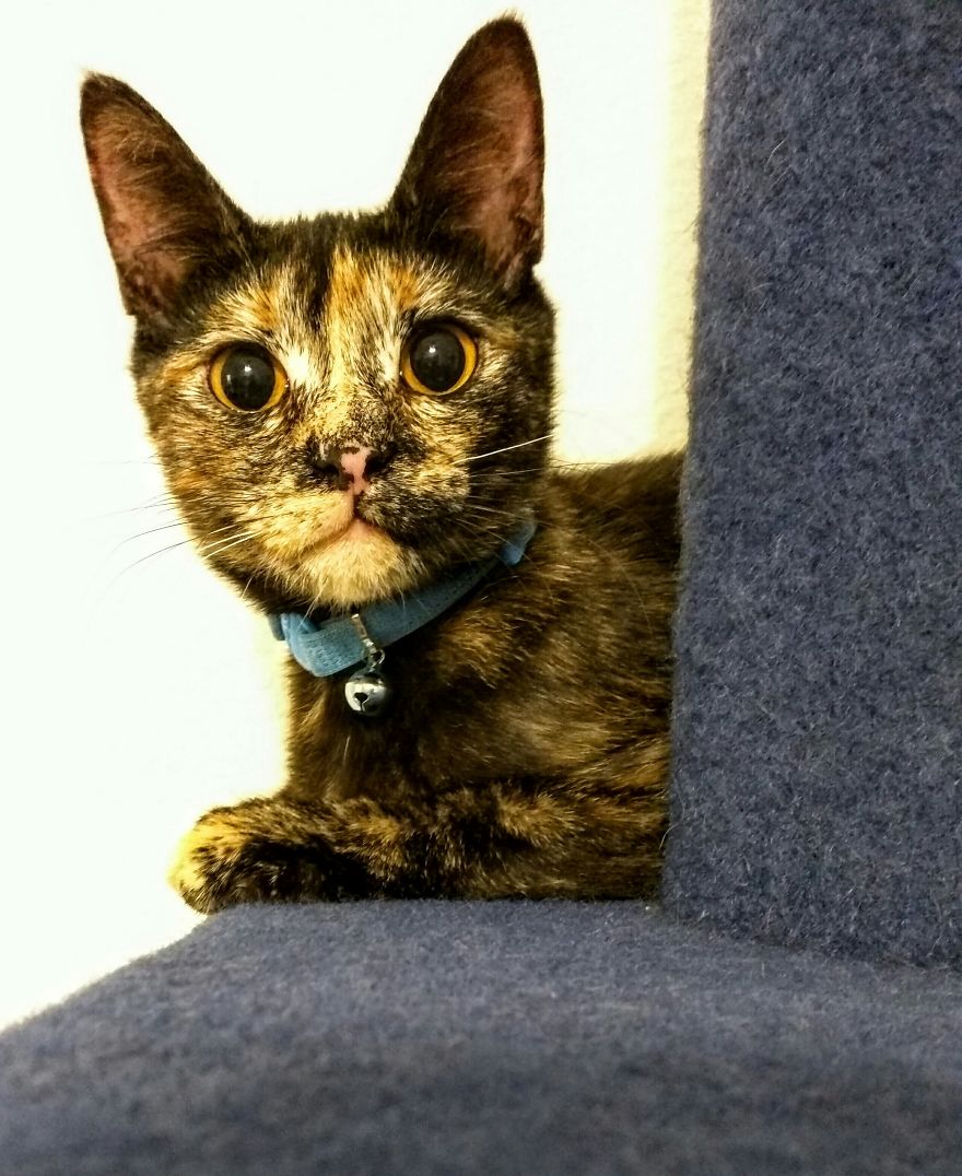 Adopted Cat Elsa (phone Cam)