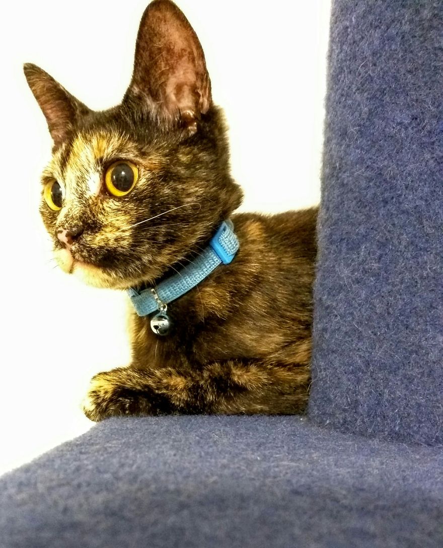 Adopted Cat Elsa (phone Cam)