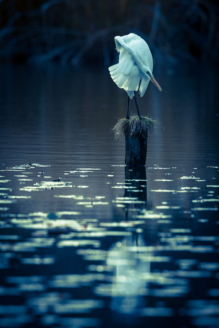 I Photograph Egrets In The Blue World