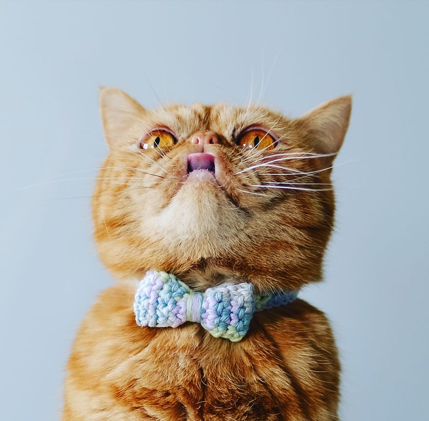 Proud Cats In Bow Ties