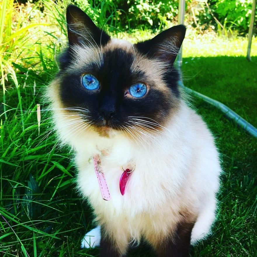 Blue Eyed Beauty-Ragdoll Cat