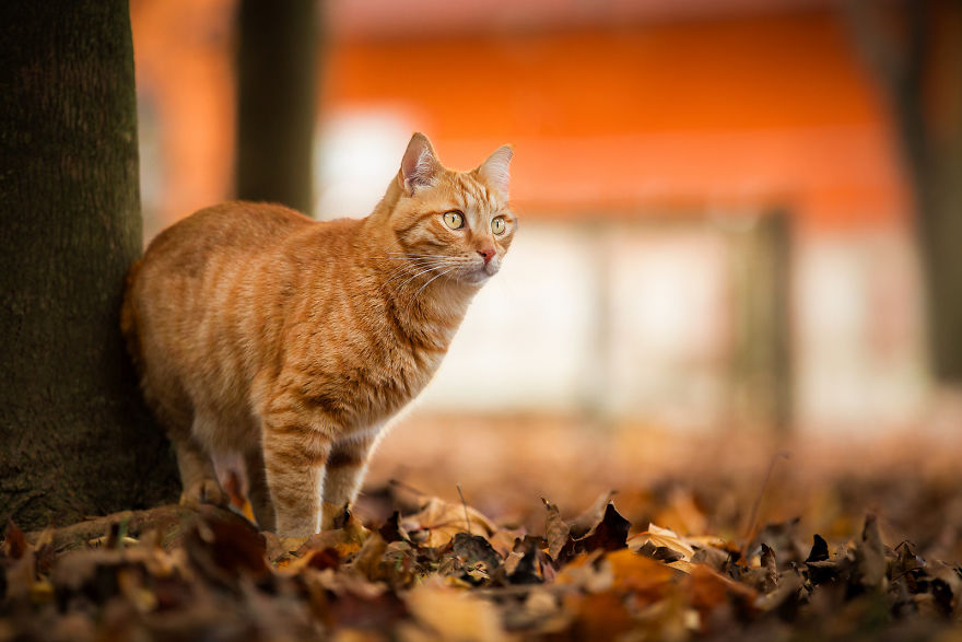 Autumn Is My Favorite Season And I Took Some Photos Of Cats Who Perfectly Match With Autumn Colors