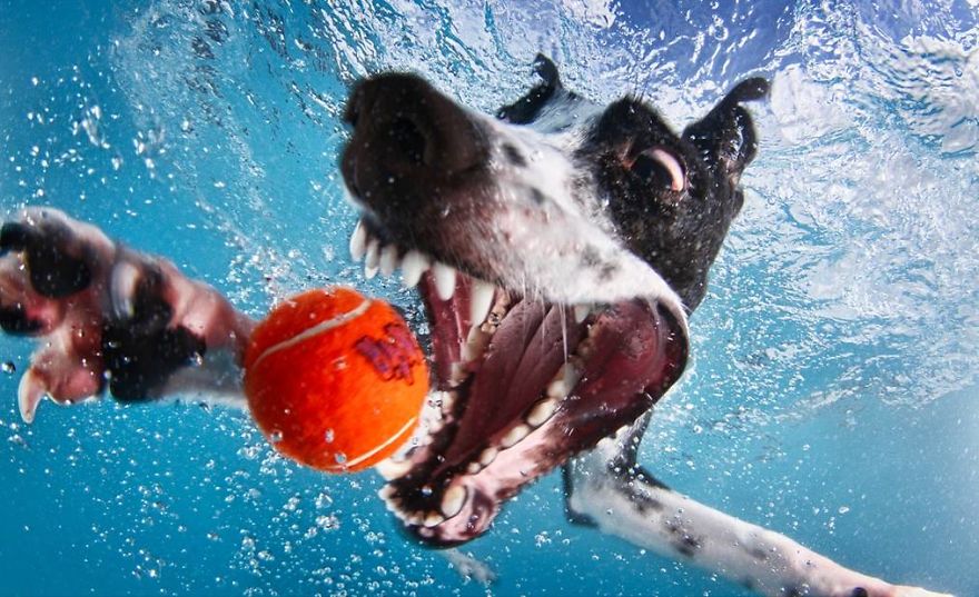 Underwater Dogs!