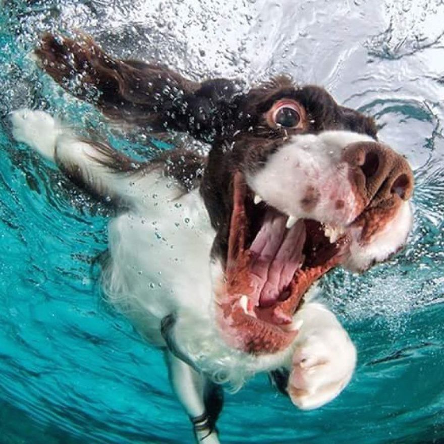 Underwater Dogs!