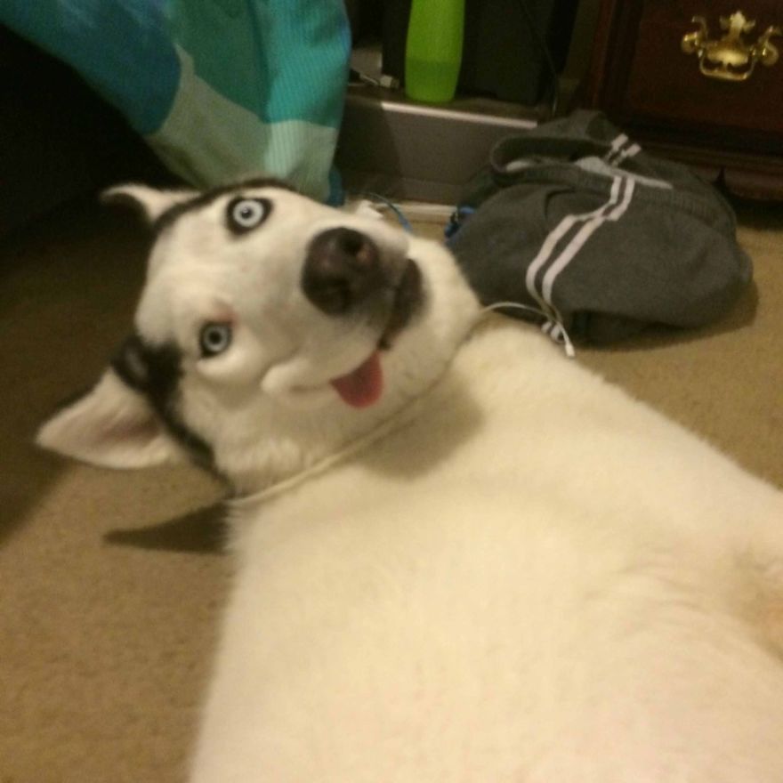Hilariously Derpy Dogs