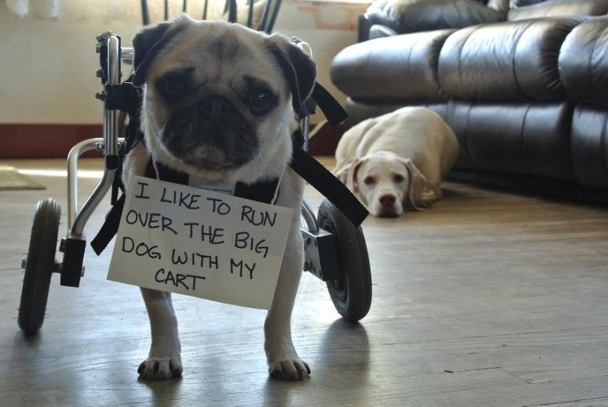10 Reasons Why Pugs Rule Dogshaming