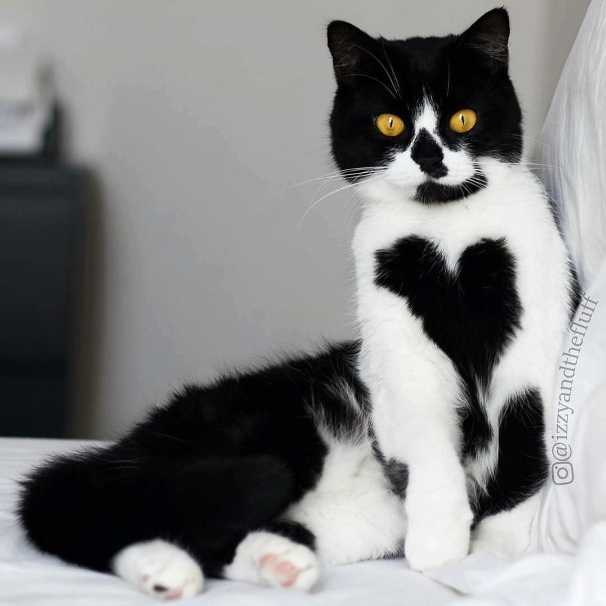 This Cat Has A Heart On Its Chest And It's Adorable