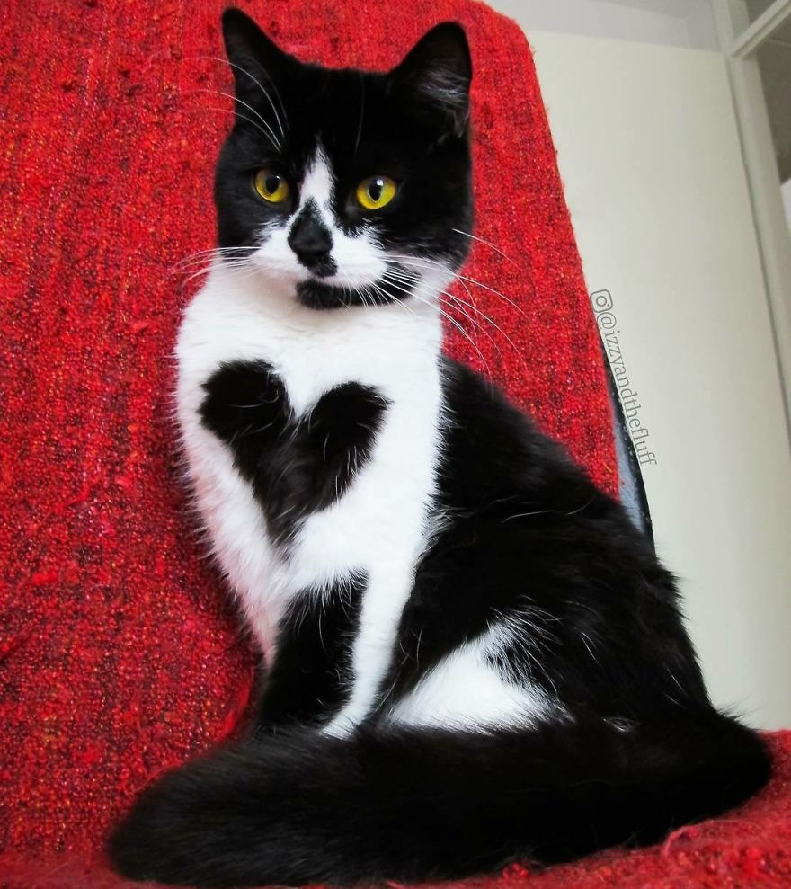 This Cat Has A Heart On Its Chest And It's Adorable