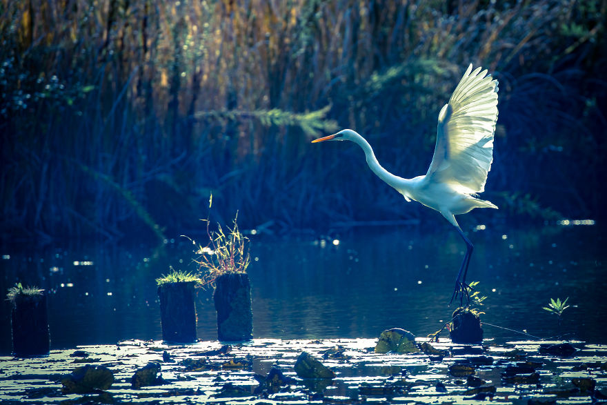 I Photograph Egrets In The Blue World