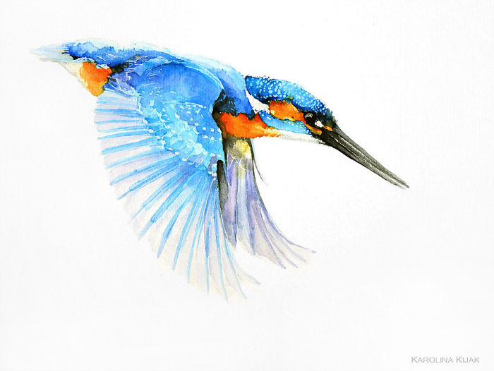 Kingfisher In Fly