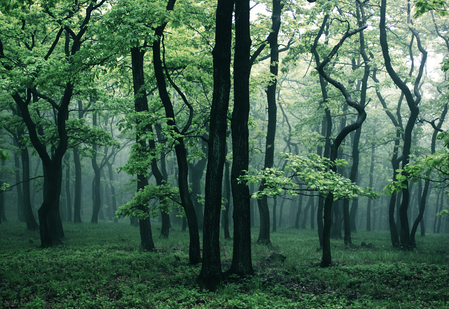 I've Spent 3 Years Photographing The Beauty Of The Forest That I Remember From My Childhood