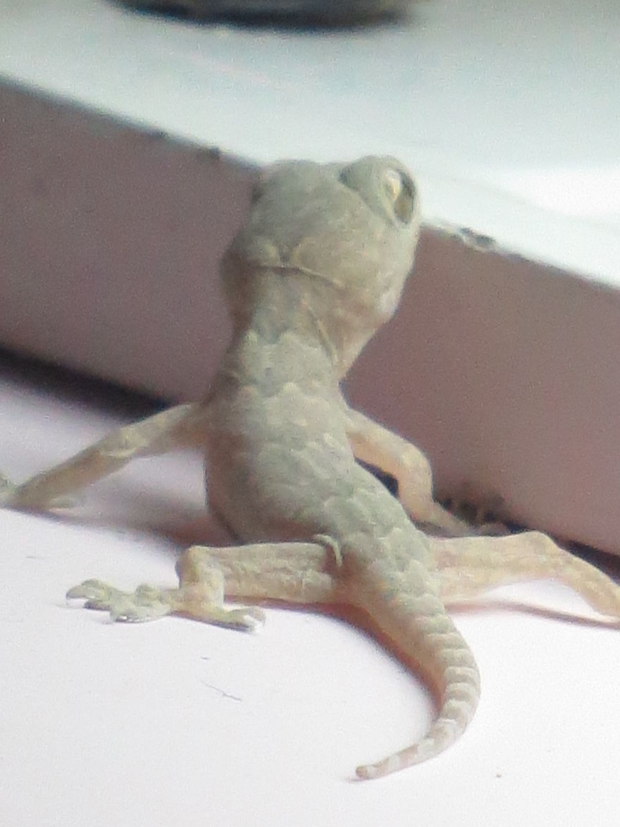 My Pet Lizard, Sam
