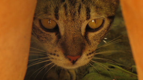 Bella, The Campus Mum