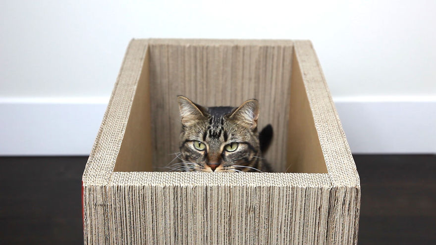 My New Cat Product, The Always Good Box