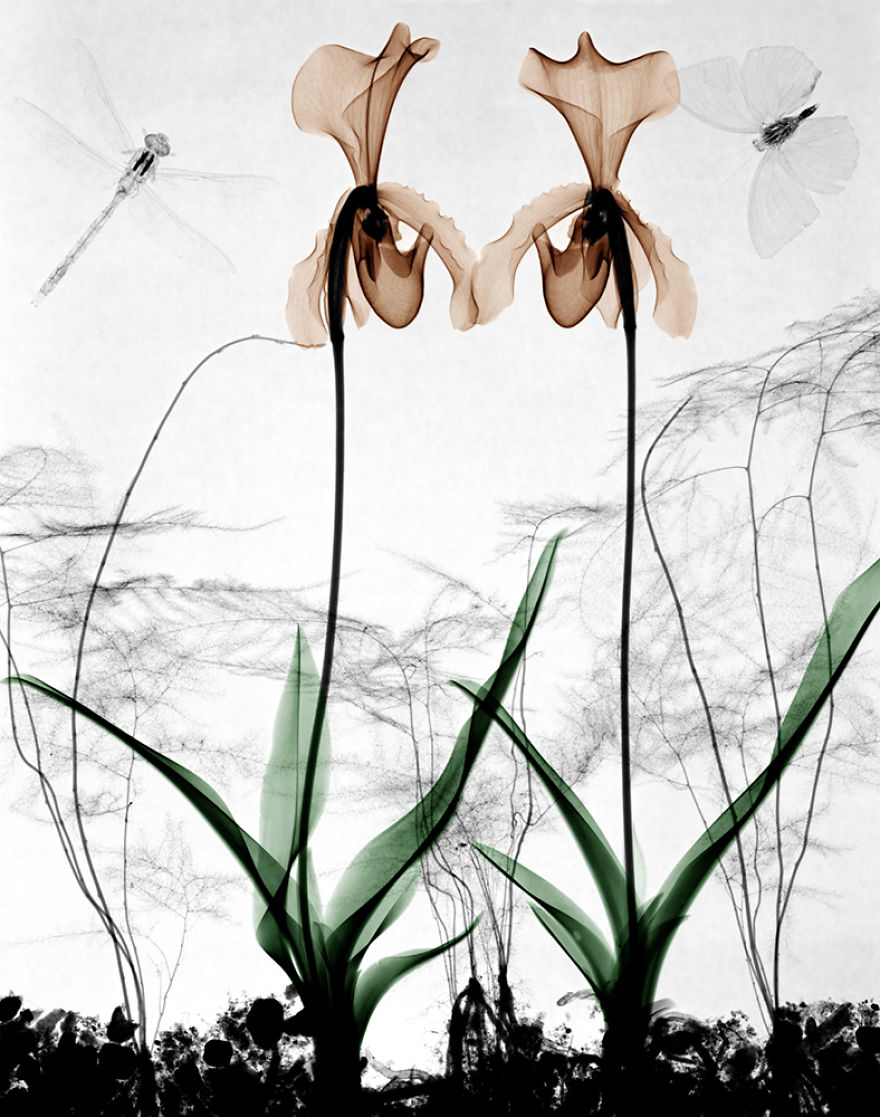 Nature Becomes Art!
arie Van 't Riet Uses X-Ray Photography To Capture The Essence Of Nature Nature Becomes Art!
arie Van 't Riet Uses X-Ray Photography To Capture The Essence Of Nature