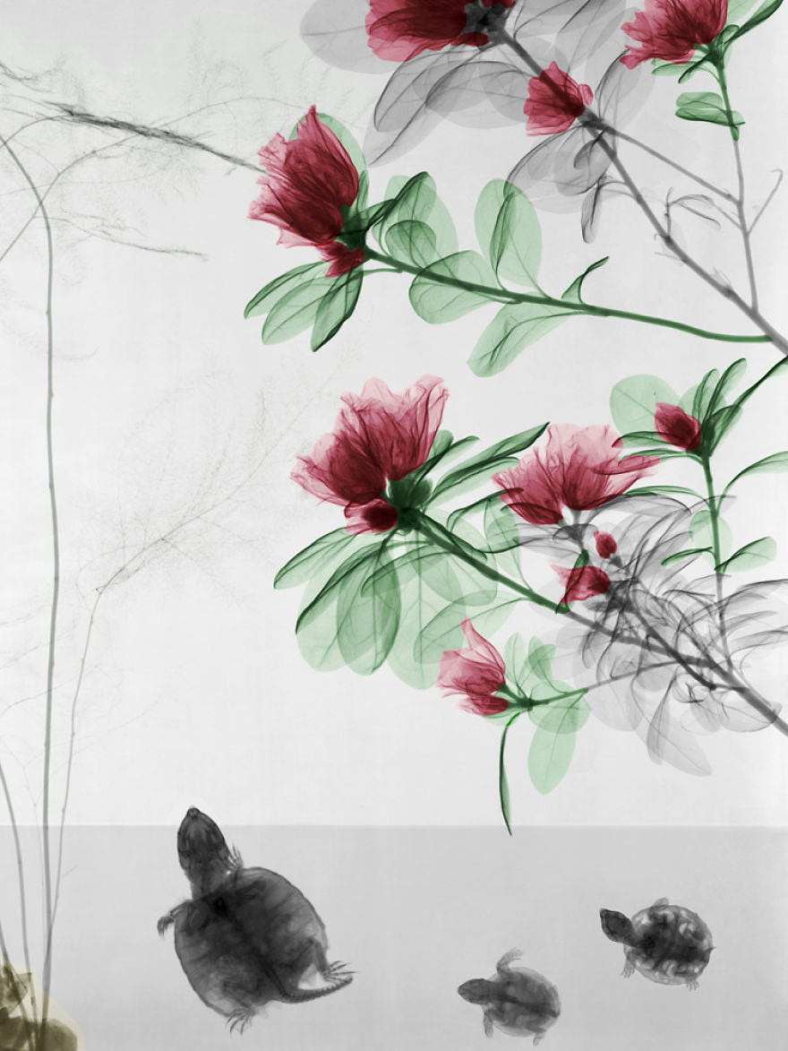 Nature Becomes Art!
arie Van 't Riet Uses X-Ray Photography To Capture The Essence Of Nature Nature Becomes Art!
arie Van 't Riet Uses X-Ray Photography To Capture The Essence Of Nature