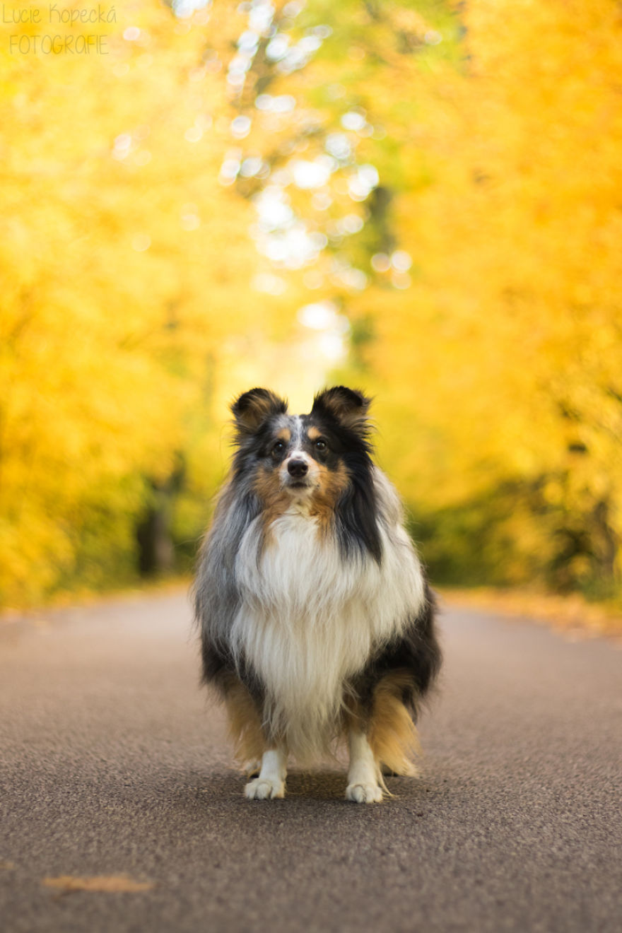 Colorful Walk With My Beloved Sheltie