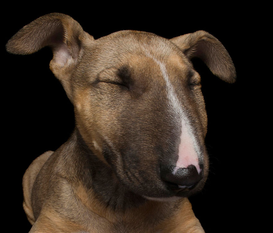 Ohm! These Chilled Canines Have Reached A State Of Zen - New Book By Alex Cearns