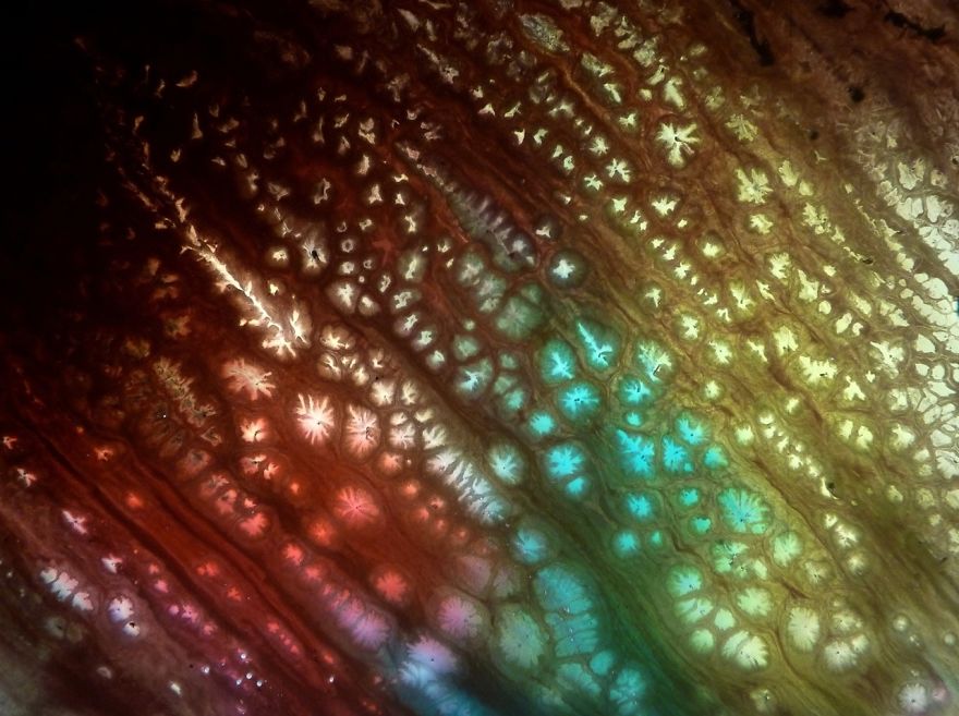 Organic Paint&deg;