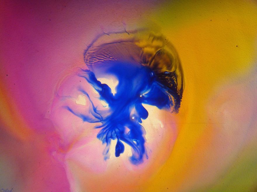 Organic Paint&deg;
