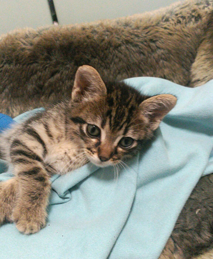 Pepe - The Little Cat And His Amazing Recovery Pepe - The Little Cat And His Amazing Recovery