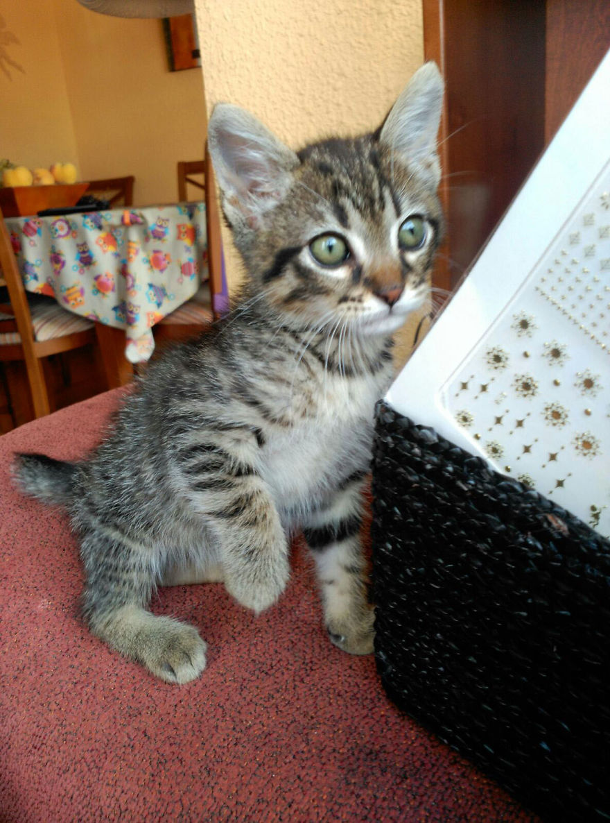 Pepe - The Little Cat And His Amazing Recovery Pepe - The Little Cat And His Amazing Recovery