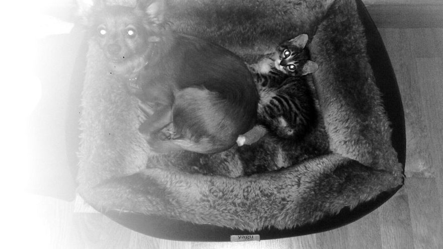 Pepe - The Little Cat And His Amazing Recovery Pepe - The Little Cat And His Amazing Recovery