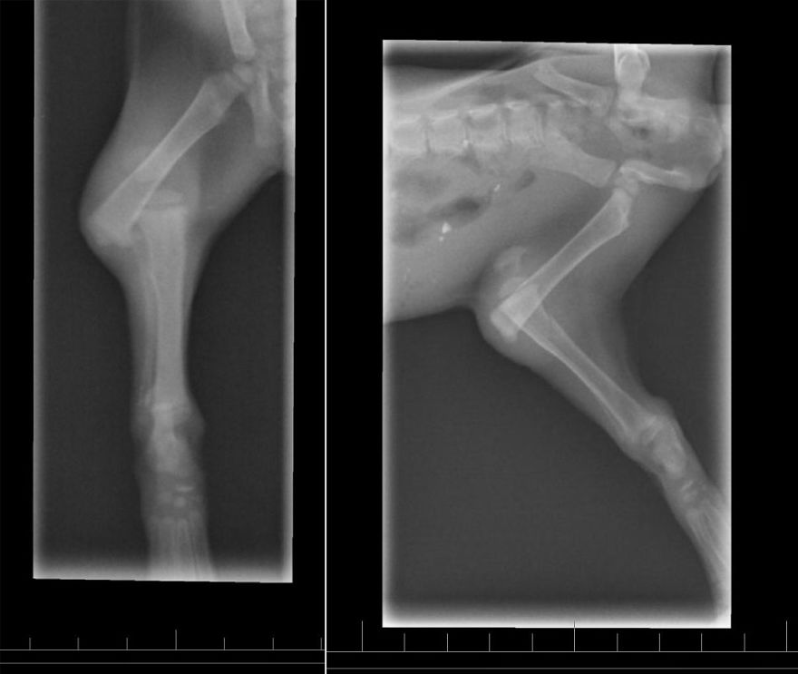 Pepe - The Little Cat And His Amazing Recovery Pepe - The Little Cat And His Amazing Recovery