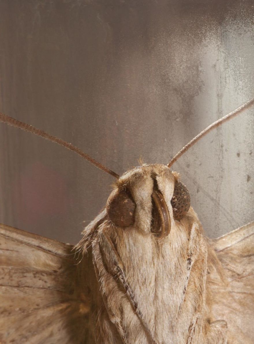 Butterfly Portraits