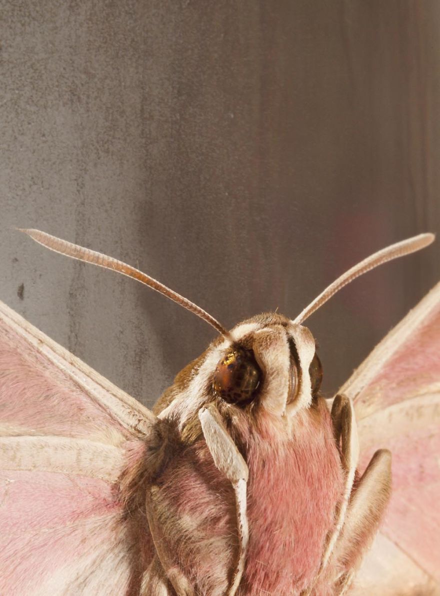 Butterfly Portraits