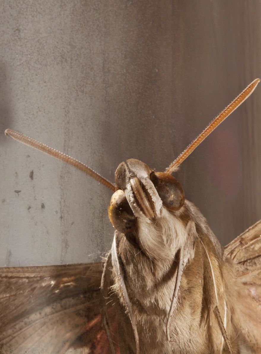 Butterfly Portraits
