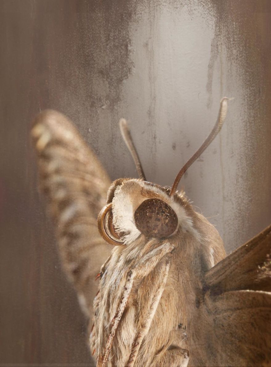 Butterfly Portraits