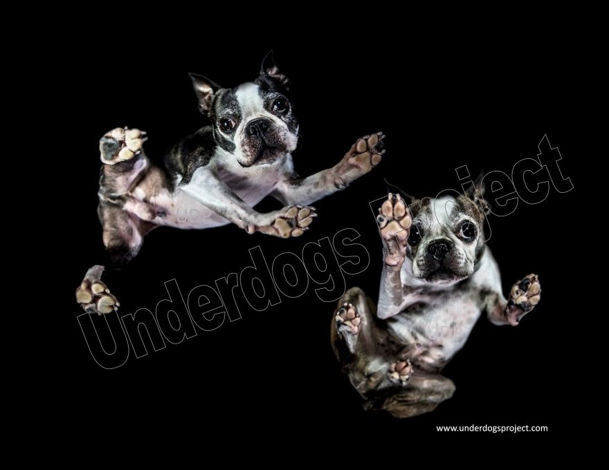The Underdogs Project! A Project Designed To Help Raise Funds For Animal Welfare. Creative Photography To Get Your Attention! Please Help Your Animal Rescues! Www.underdogsproject.com