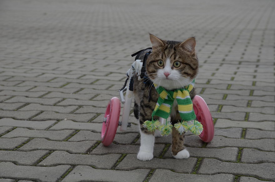Rexie, A Handicapped Cat