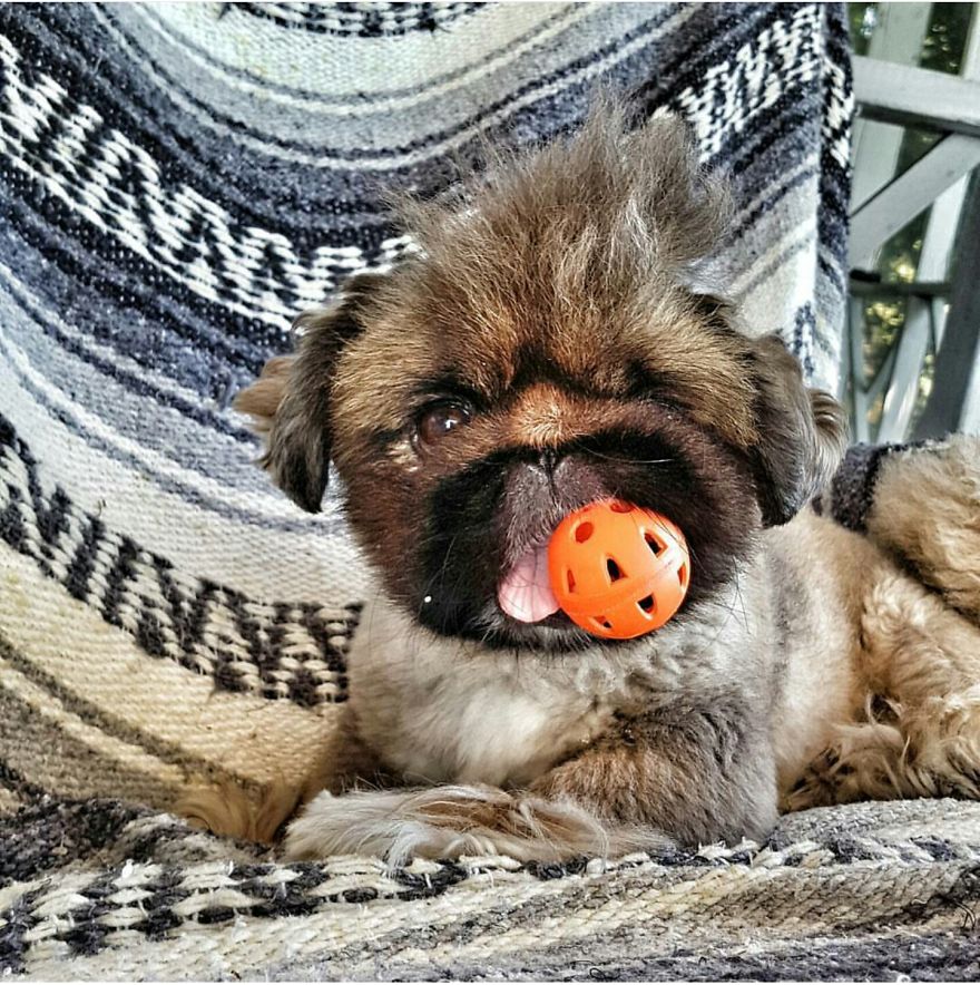 Dog With Ball Makes Me Happy