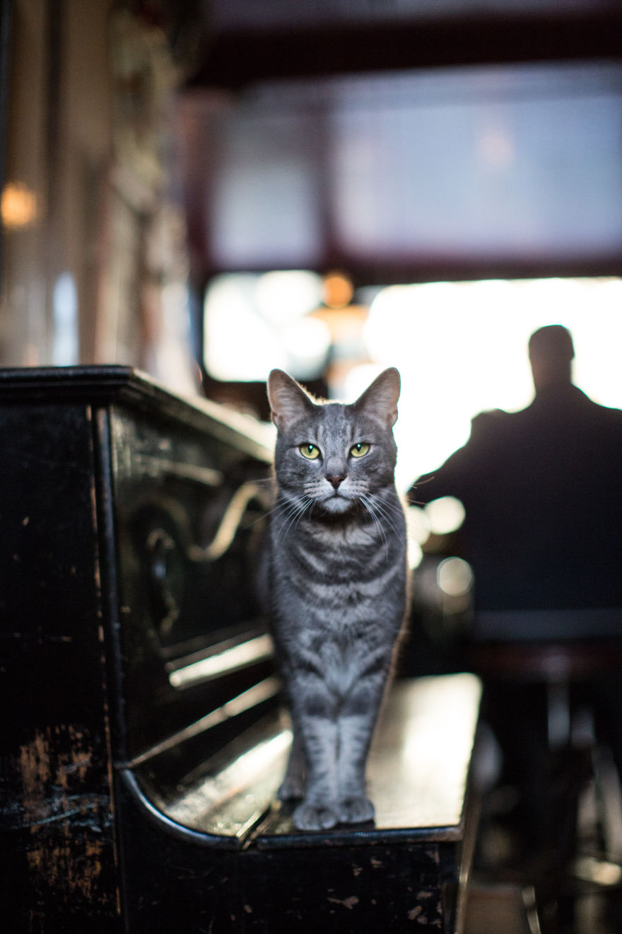 We Made A Book About Cats In London Pubs
