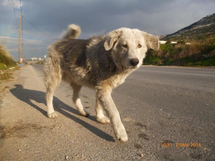 The Ghosts Dogs Of Aspropyrgos: The Unbelievable Story Of A Greek Animal Welfare