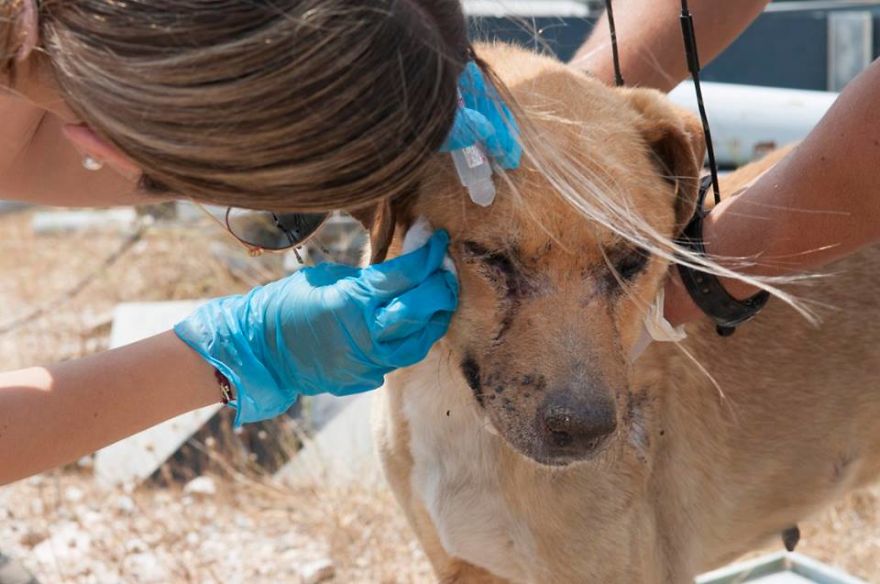 The Ghosts Dogs Of Aspropyrgos: The Unbelievable Story Of A Greek Animal Welfare