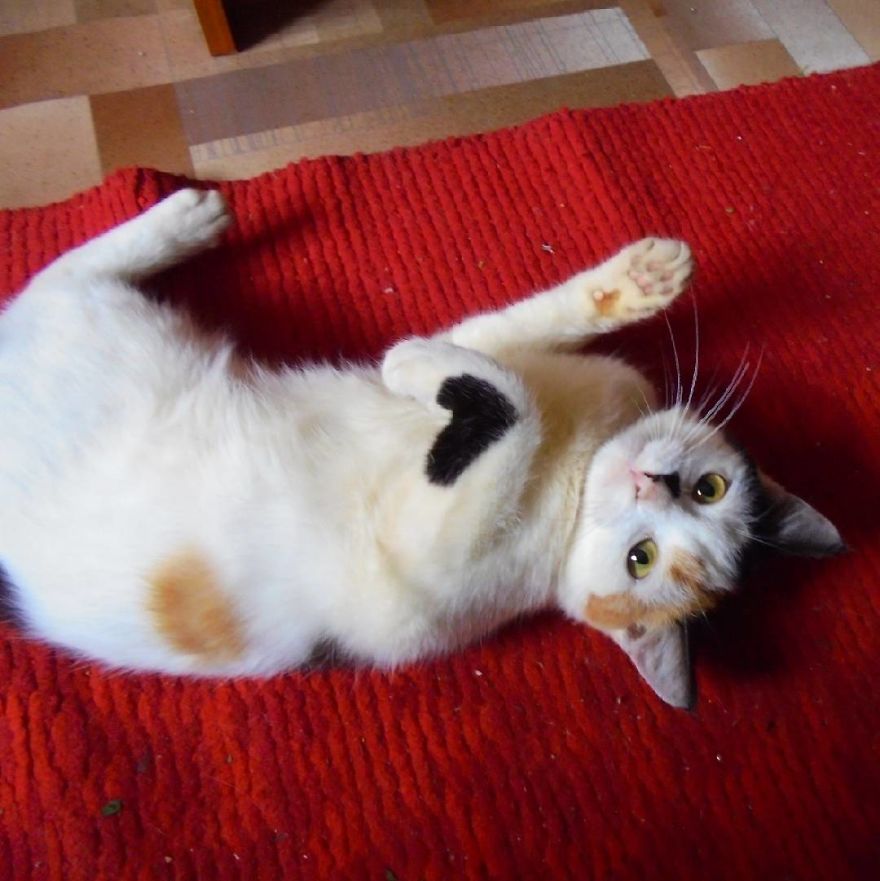 The Heart Cat In The World! The Heart Cat In The World!