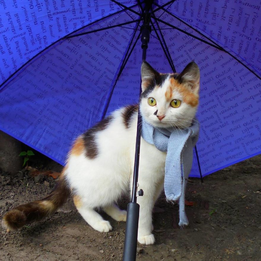 The Heart Cat In The World! The Heart Cat In The World!