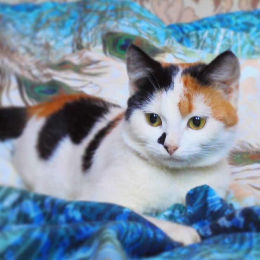 The Heart Cat In The World! The Heart Cat In The World!