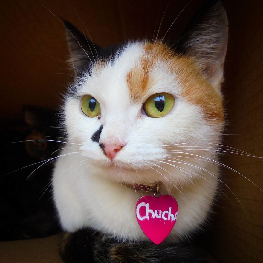 The Heart Cat In The World! The Heart Cat In The World!