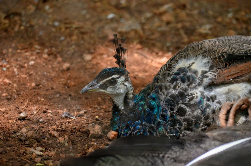 The Amazing Southern India - A Small Photographic Documentation