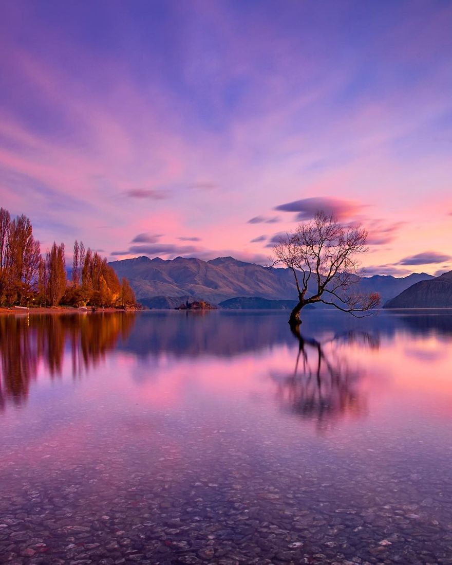 That One Time At The Wanaka Tree