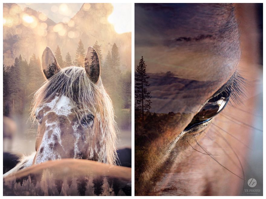 Unique Horse Portraits
